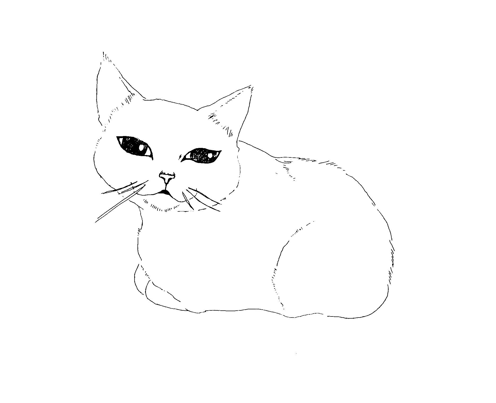 kotatuneko.jpg