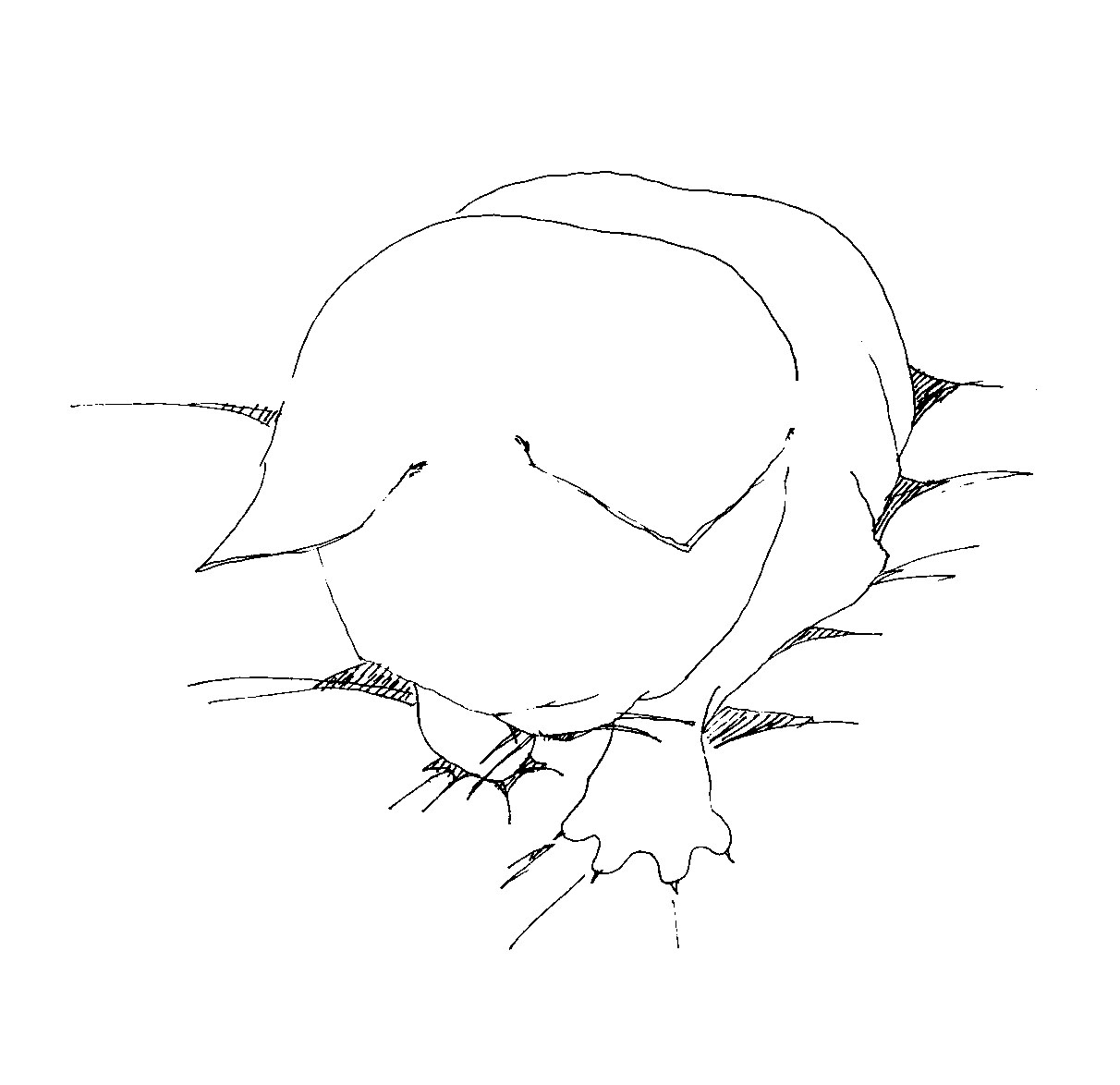 momimomineko.jpg