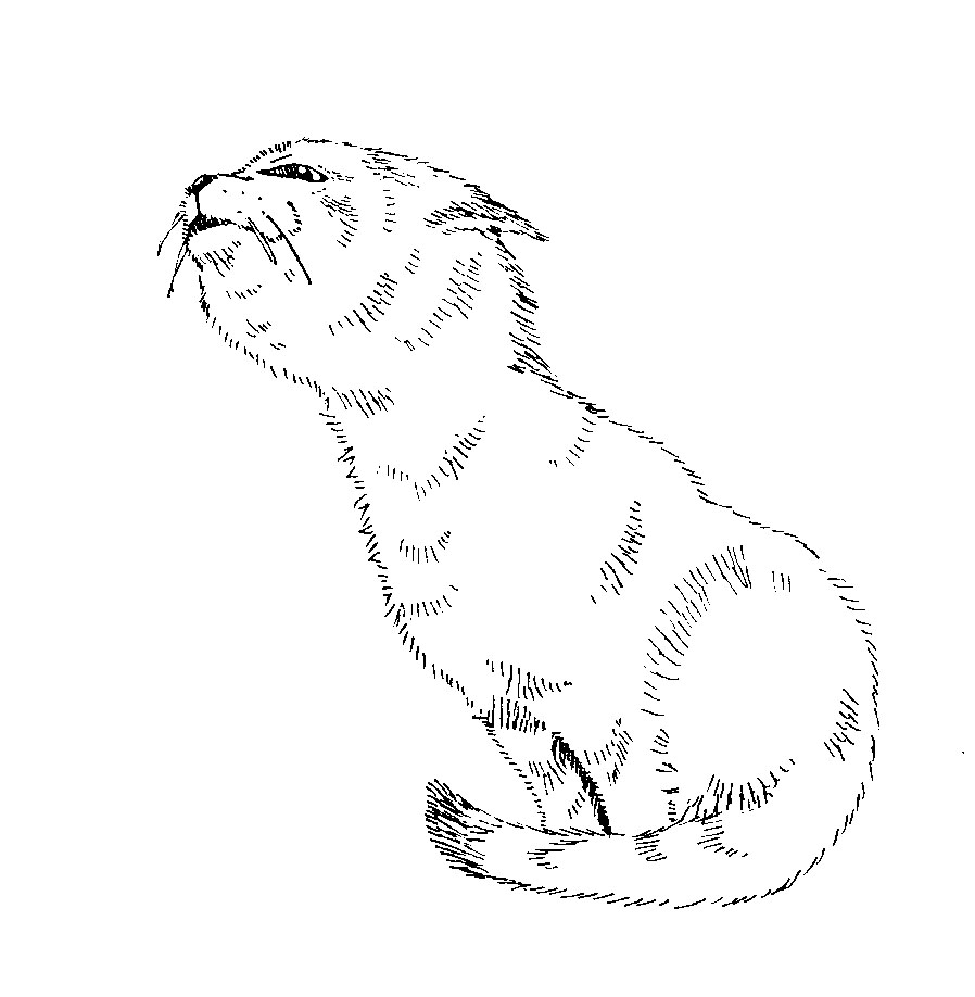 nioineko.jpg