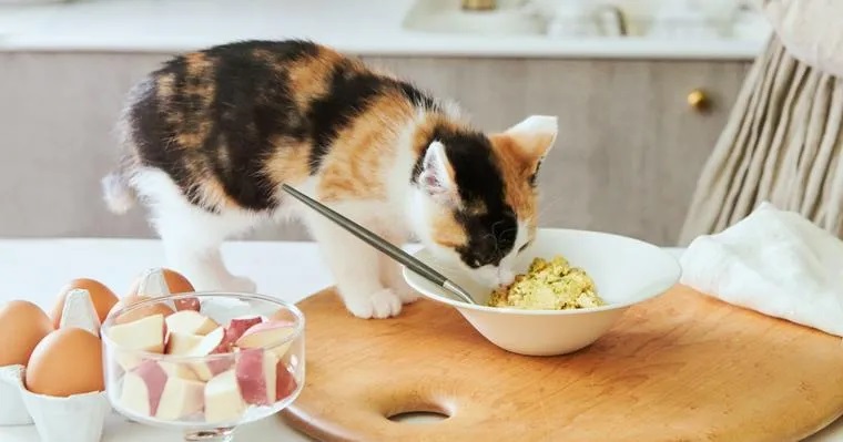 1837_cat_ky_000.jpg