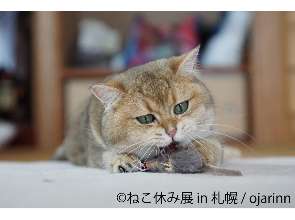 24013yasumi.jpg