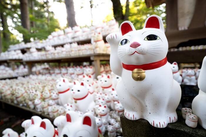 cat37843%2Fnekochan_cat37843_2.jpg