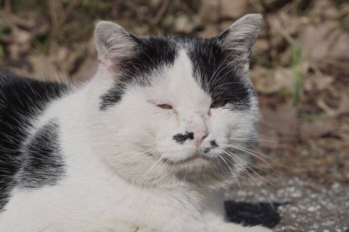 i=https2F2Fexnews2Fnekochan2Fnekochan_cat35790%2Fnekochan_cat35790_2.jpg