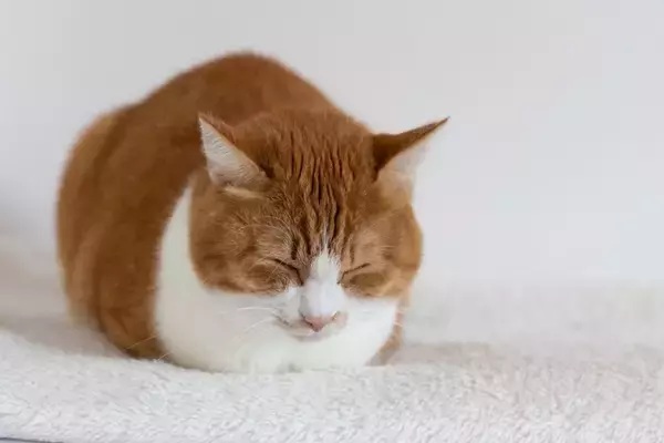 i=https2F2Fexnews2Fnekochan2Fnekochan_cat43474%2Fnekochan_cat43474_1.jpg