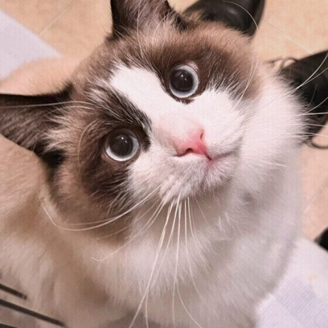 m_cat_benesse-98312.jpg