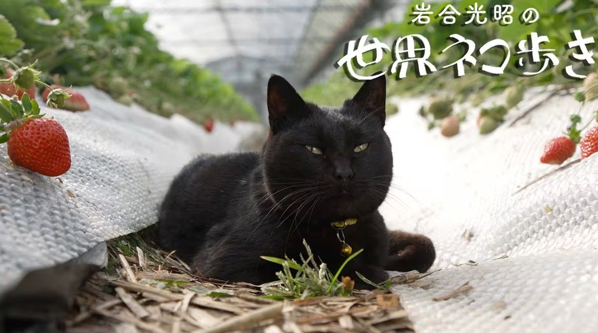 nekoaruki-kurume202603.jpg