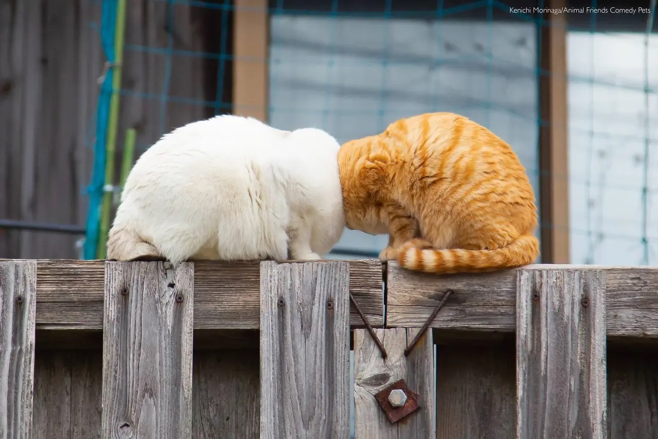 verall-winner-cat-catego.jpg