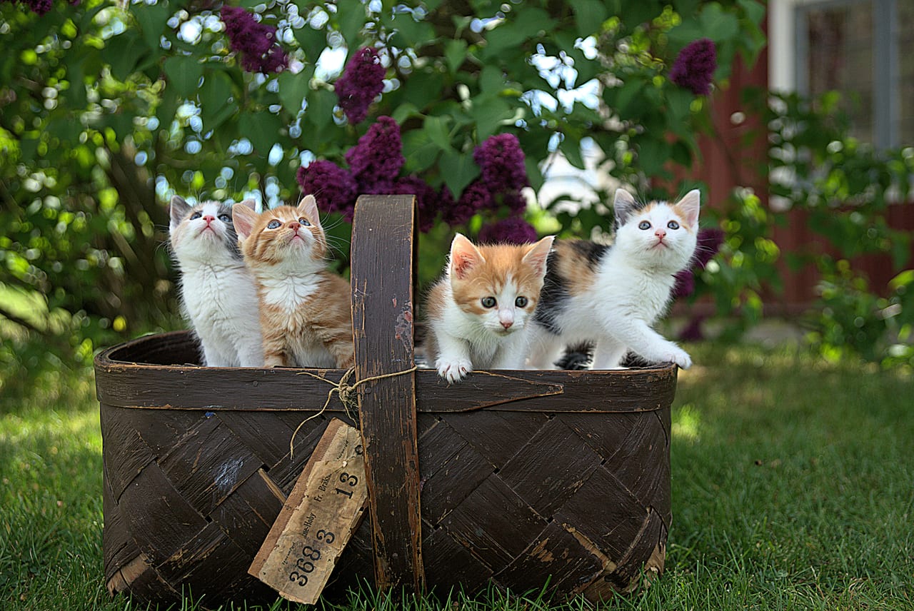 20230522_cat_2.jpg