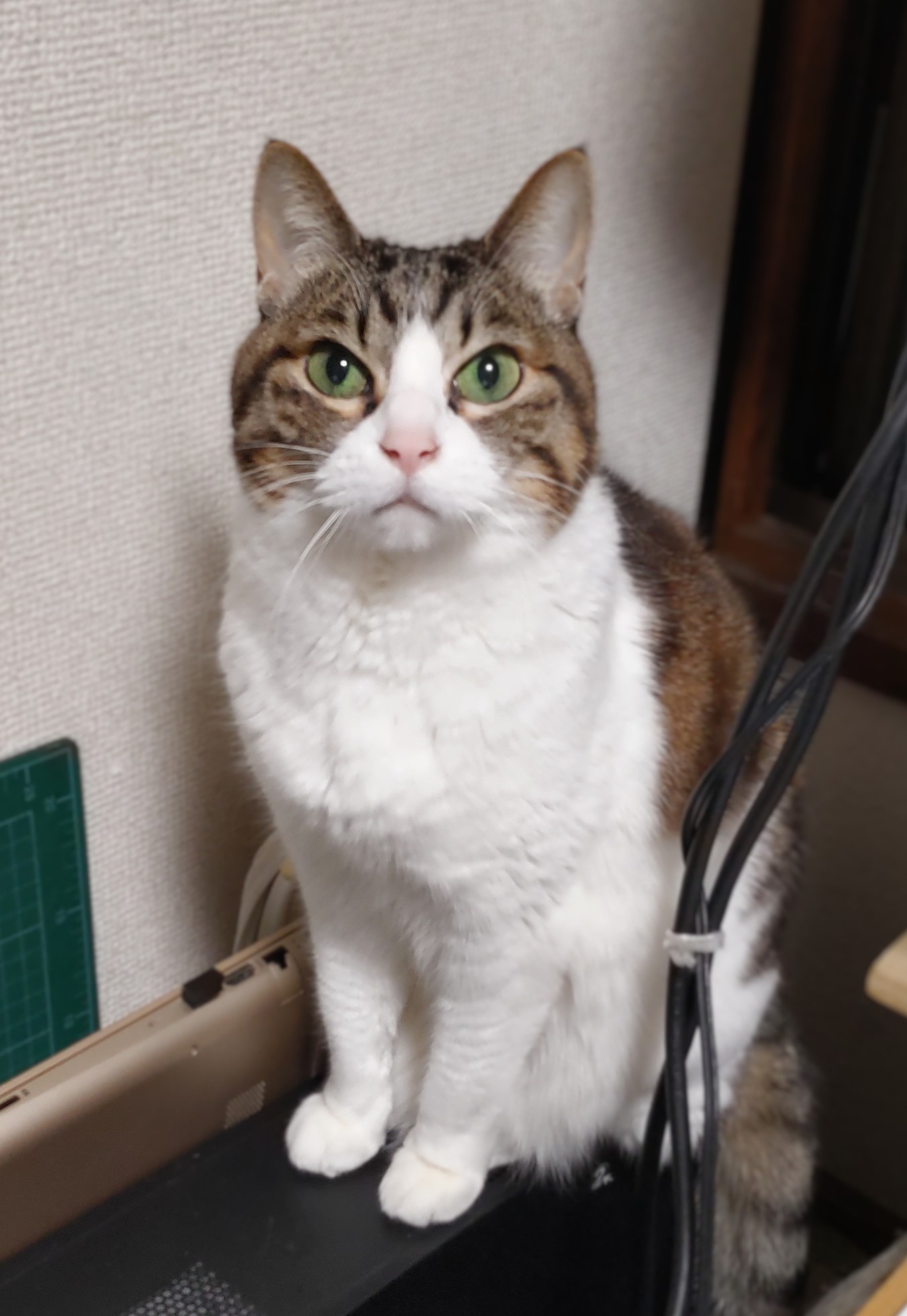 DSC_4377_2.JPG