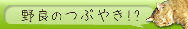 banner_640_100_nora.jpg
