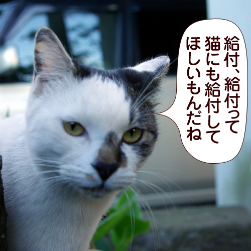 給付、給付って猫にも給付してほしいもんだね
