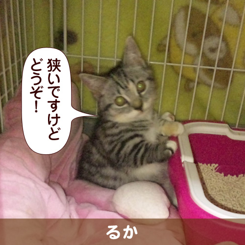 110406_touko.jpg