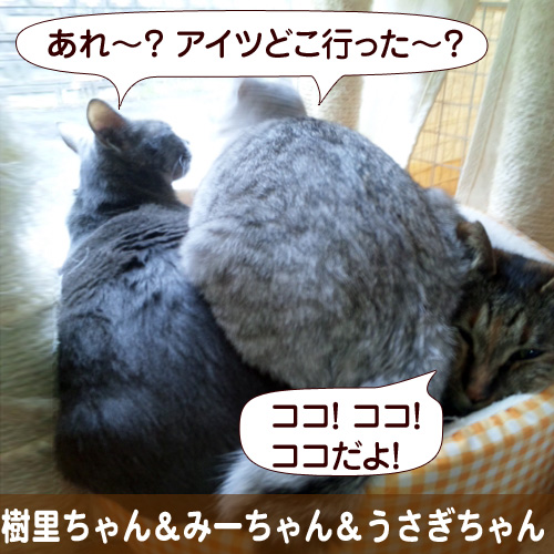 111158_touko.jpg