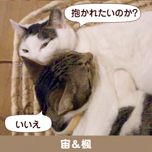 120630_touko.jpg