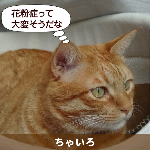 130329_touko.jpg