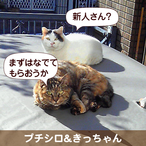 130428_touko.jpg