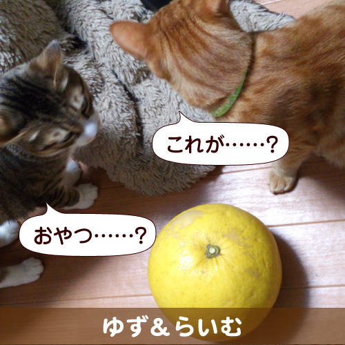 130522_touko.jpg