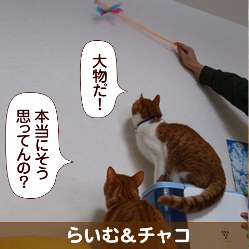 130605_touko.jpg