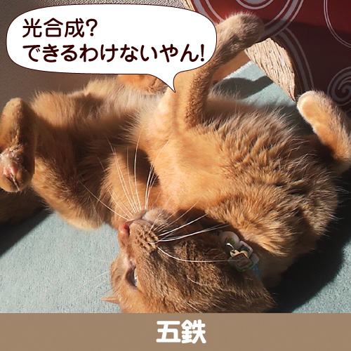 130708_touko.jpg