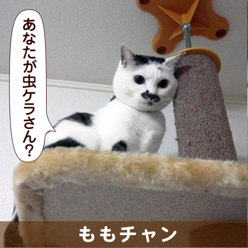 130829_touko.jpg