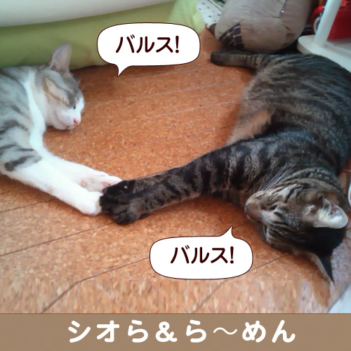 131017_touko.jpg