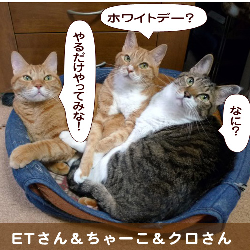 140311_touko.jpg