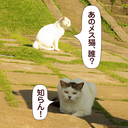 あのメス猫、誰？