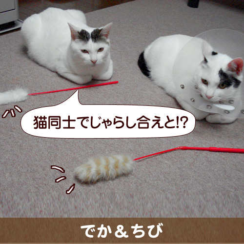猫同士でじゃらし合えと!?