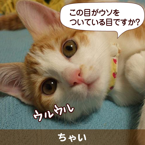 この目がウソをついている目ですか？
