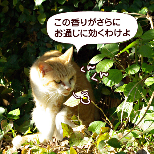 この香りがさらにお通じに効くわけよ