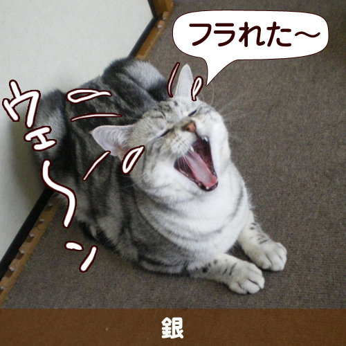 フラレた～