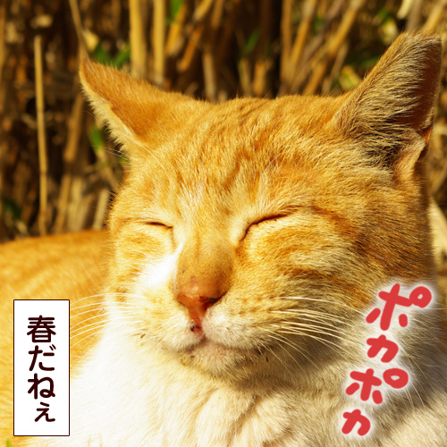 春だねぇ
