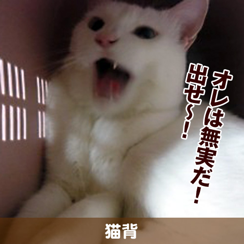 オレは無実だ！　出せ～！