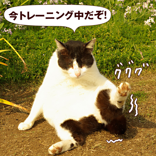 今トレーニング中だぞ！