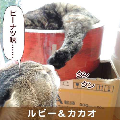 20140201_touko.jpg
