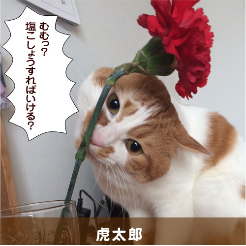 20140617_touko.jpg