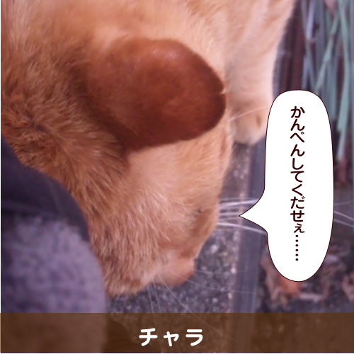 20140622_touko.jpg