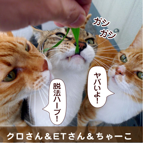 20140714_touko.jpg