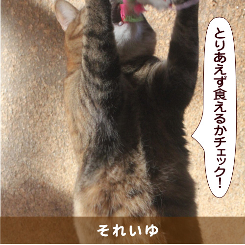 20150530_touko.jpg