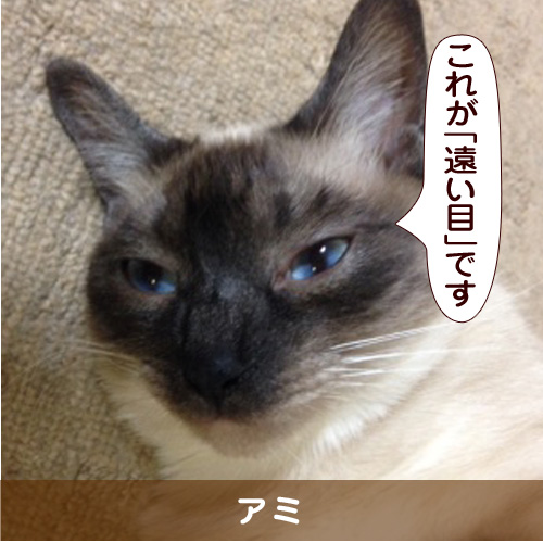 20150815_touko.jpg