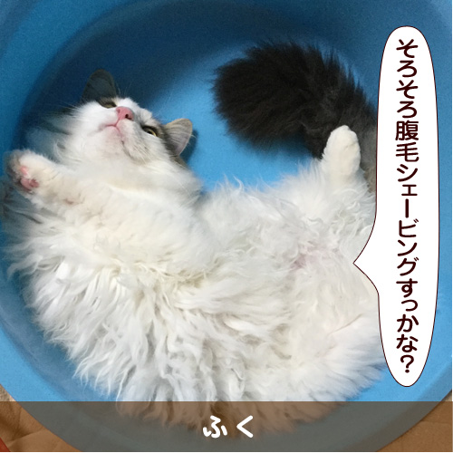 20160726_touko.jpg