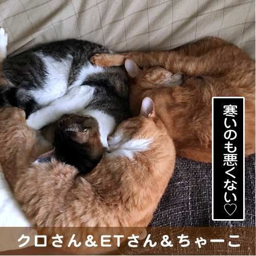 20170328_touko.jpg