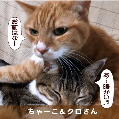 20170424_touko.jpg