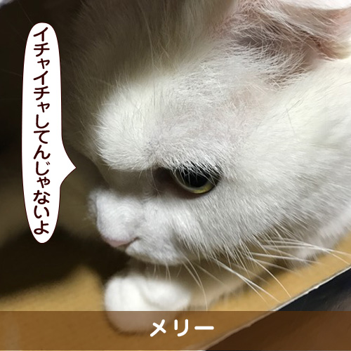 20170824_touko.jpg