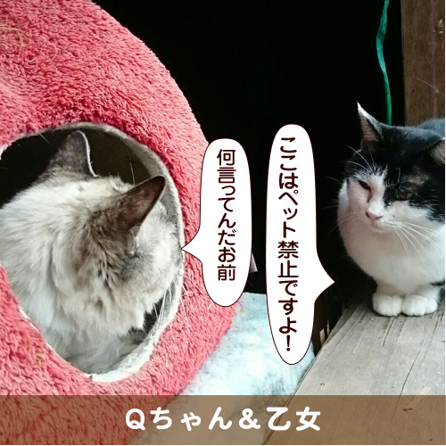 20180223_touko.jpg