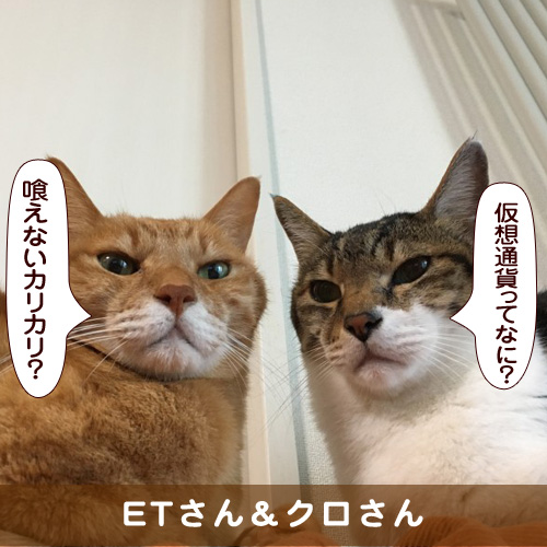 20180224_touko.jpg