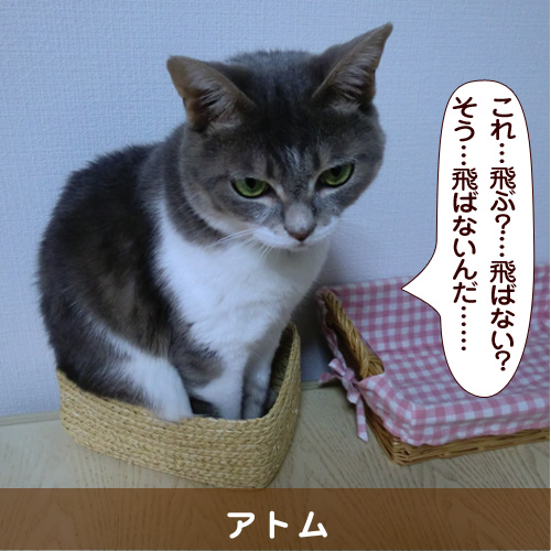 20180614_touko.jpg