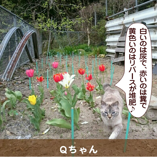 20180615_touko.jpg