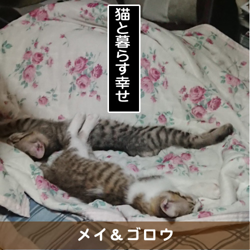 20180727_touko.jpg