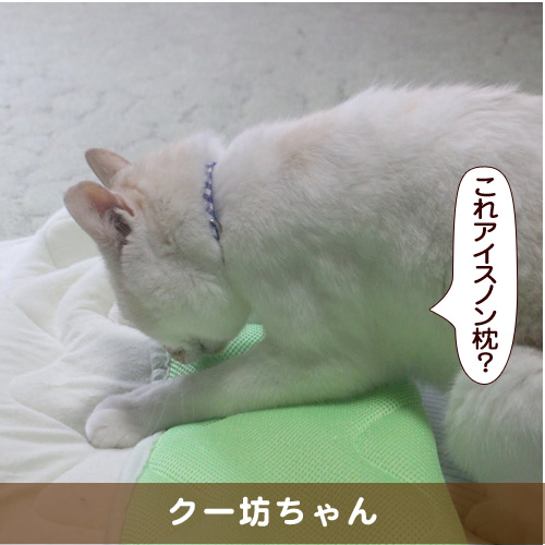 20180809_touko.jpg